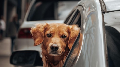 Pet-Friendly Travel Vehicles